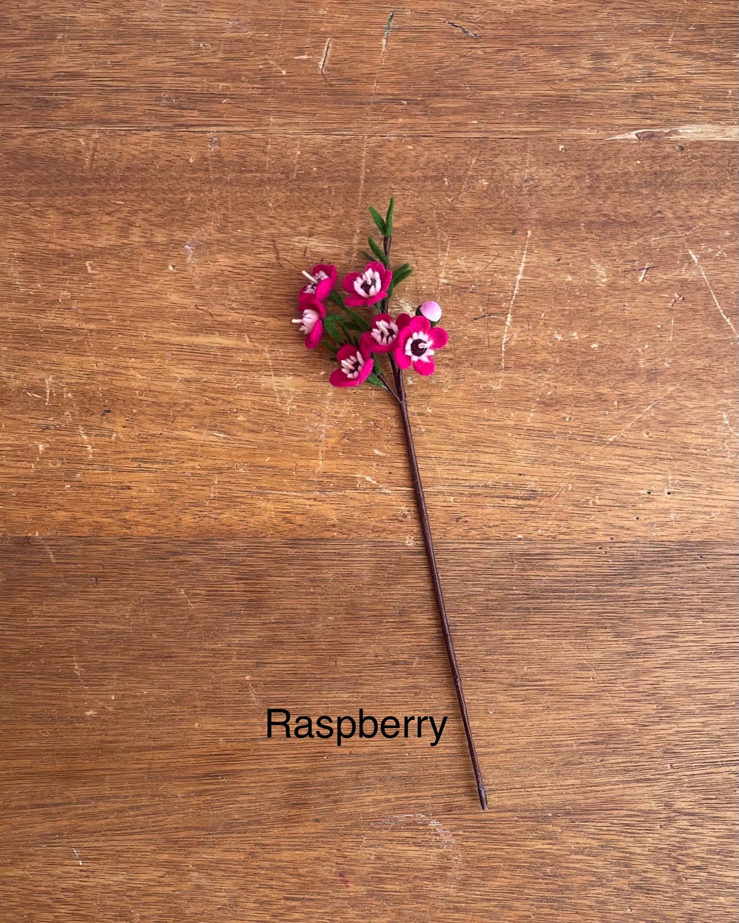 Wax Flower Stem