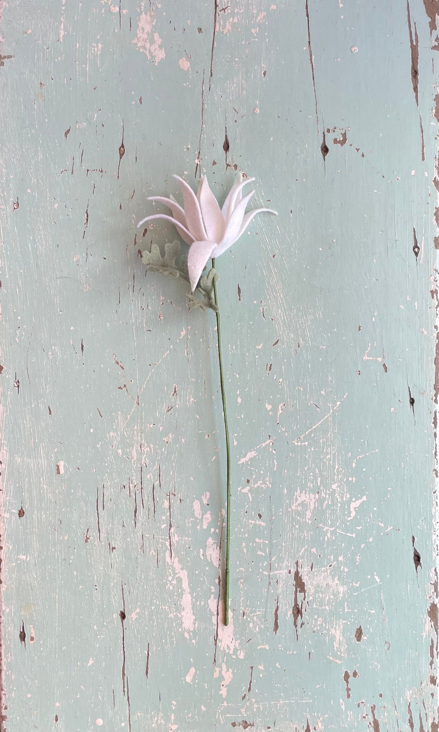 Flannel Flower - Single Stem