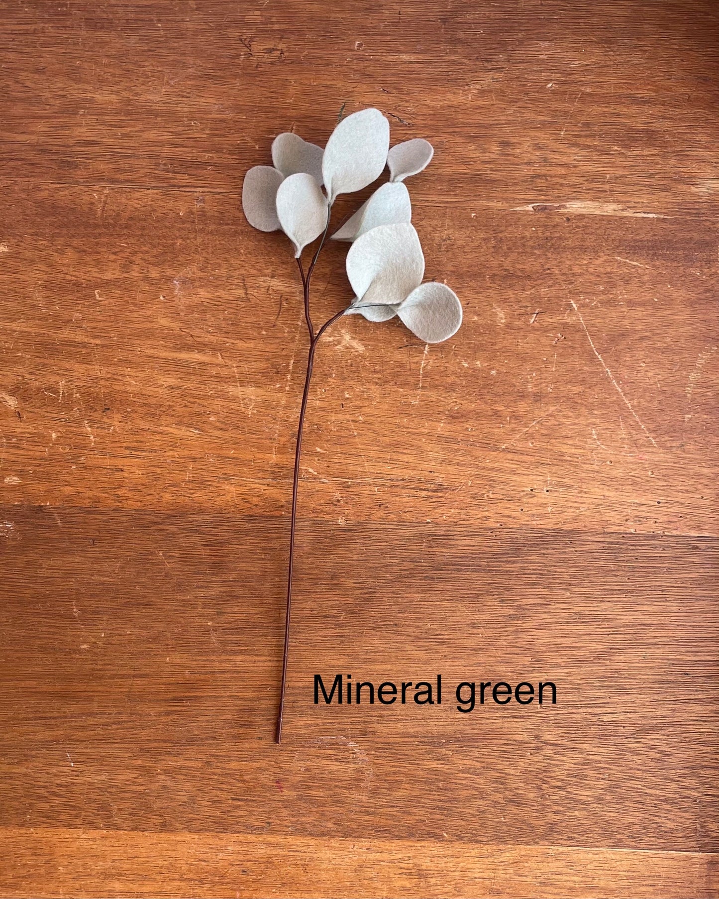 Dollar Eucalyptus Stem