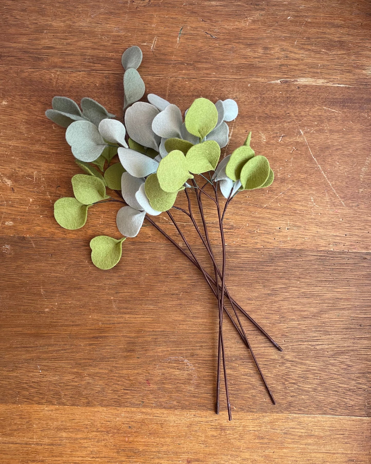 Dollar Eucalyptus Stem