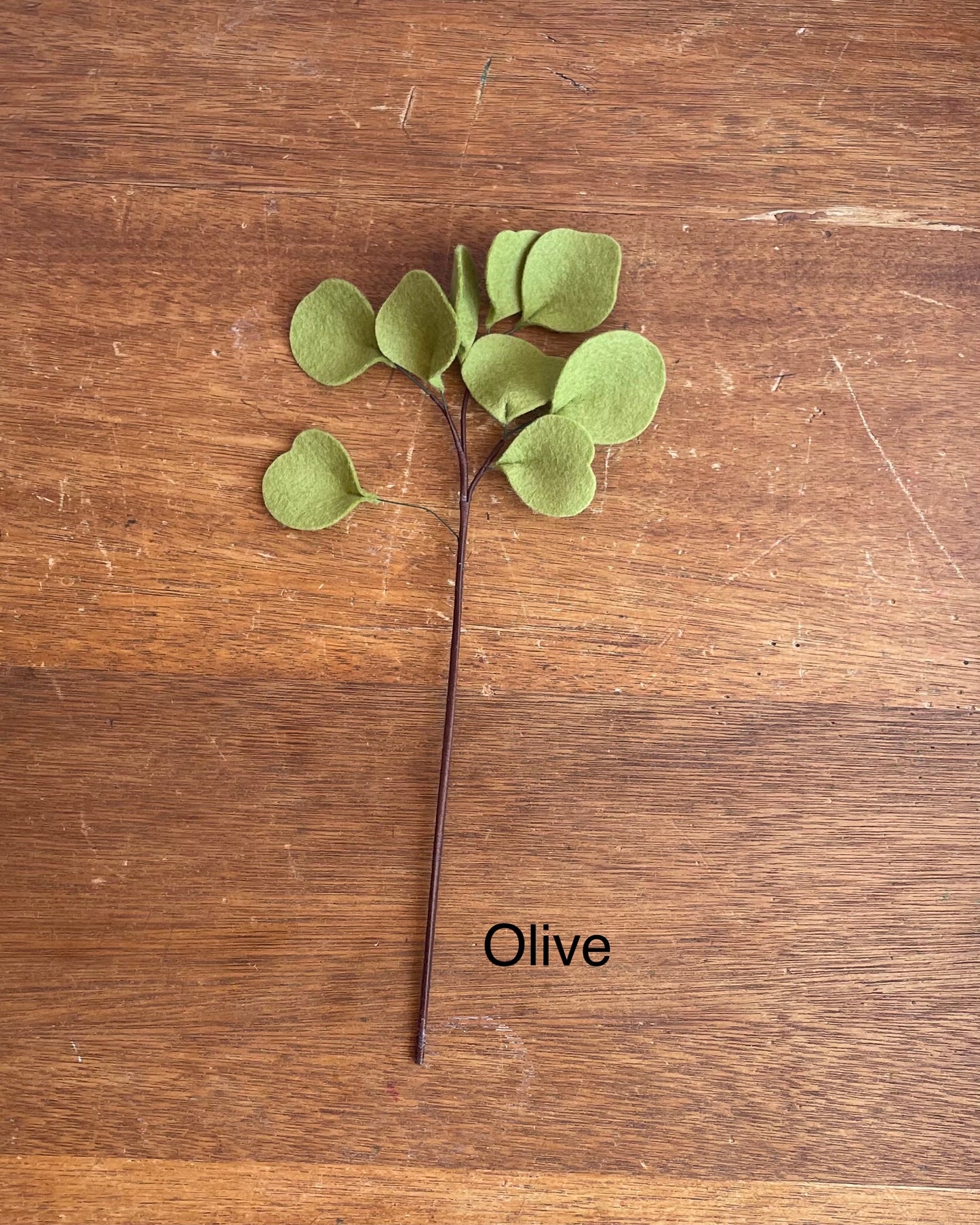 Dollar Eucalyptus Stem