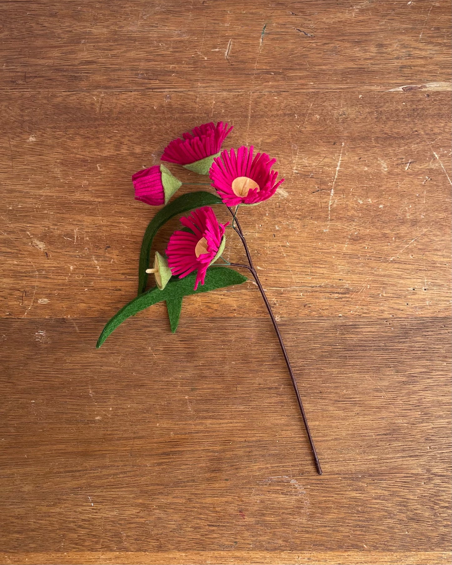 Flowering Gum Nut Stem - Raspberry