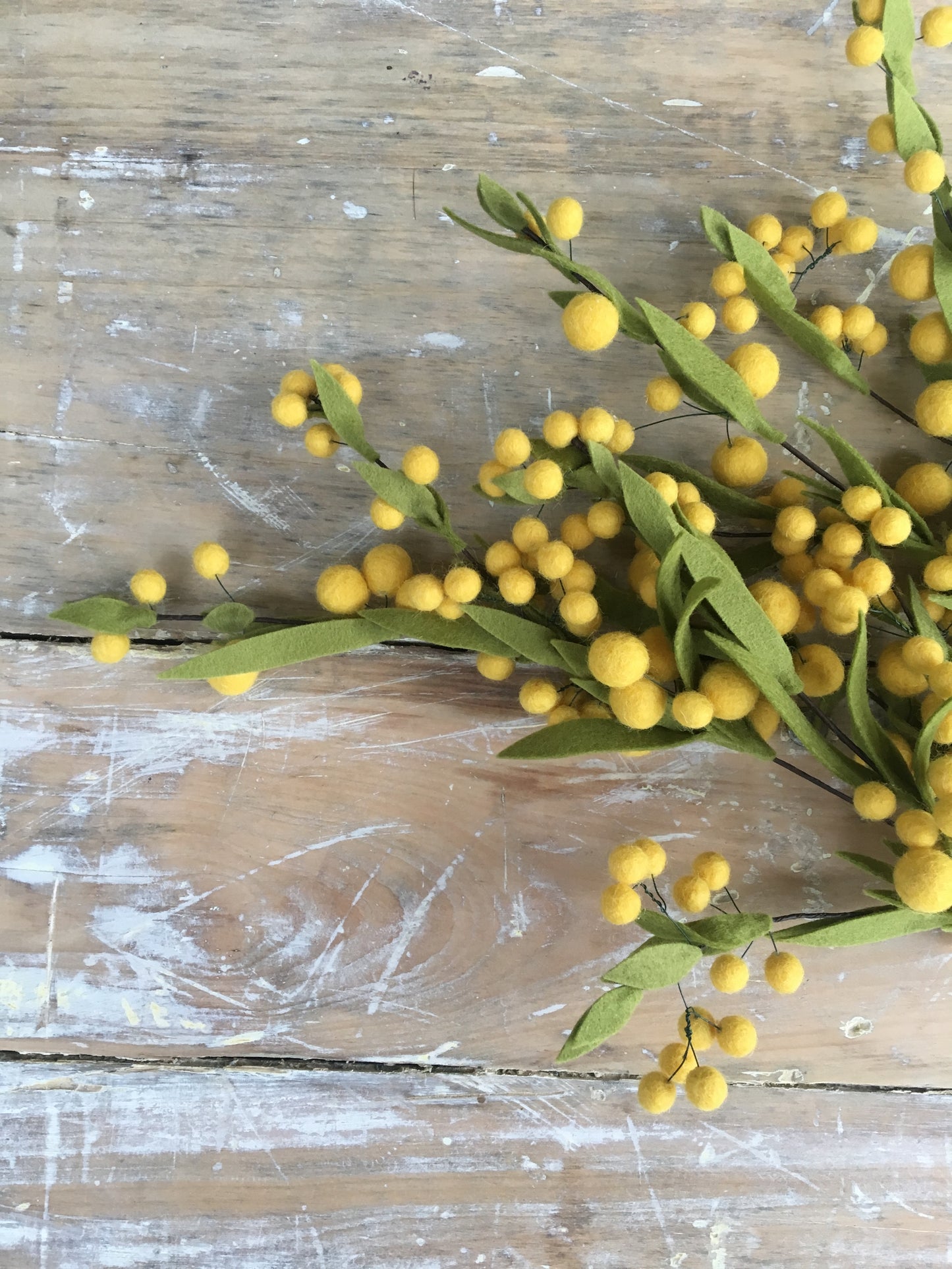 Wattle Stem