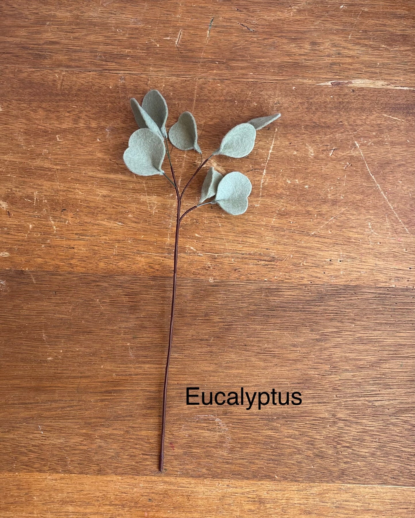 Dollar Eucalyptus Stem