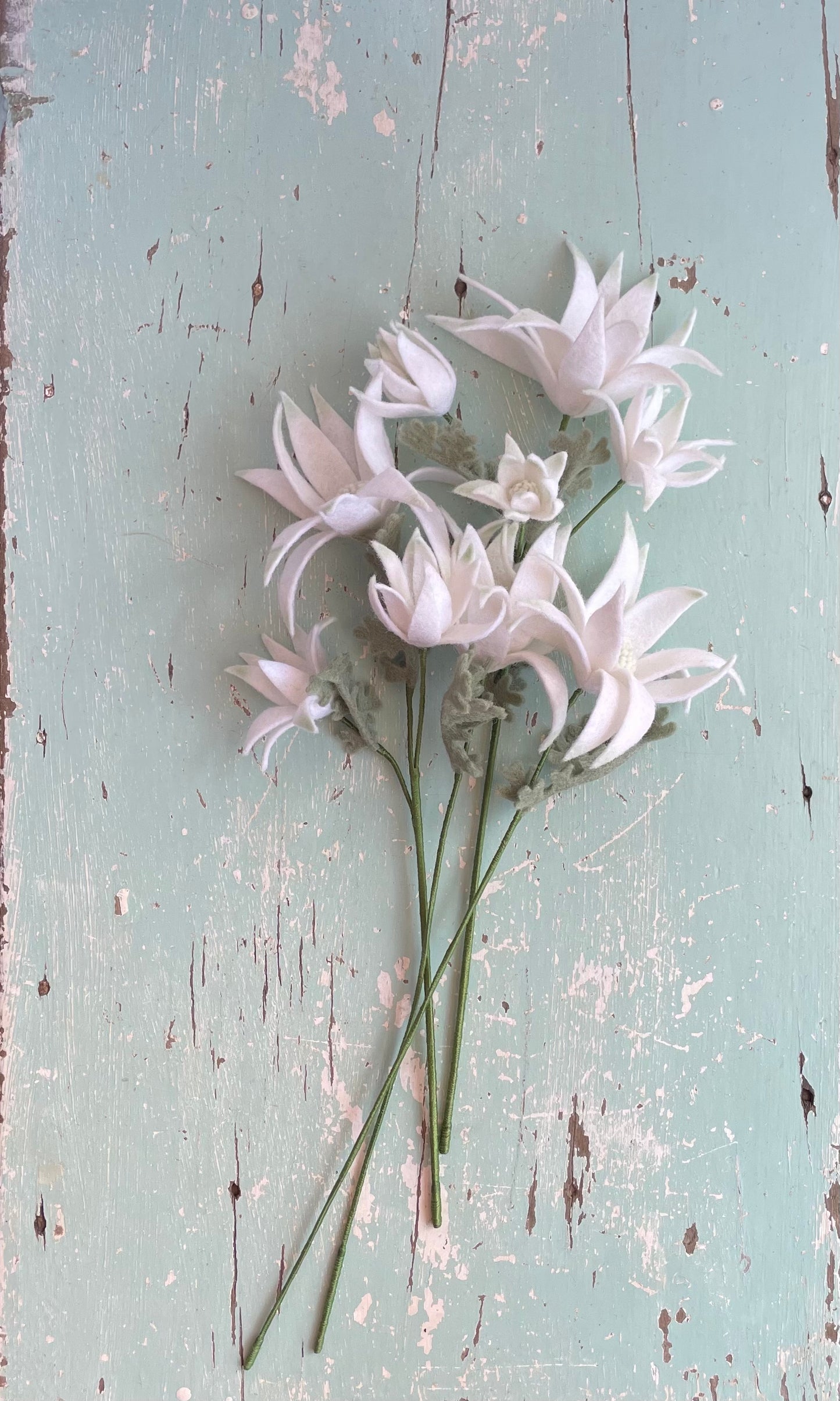 Flannel Flower posy