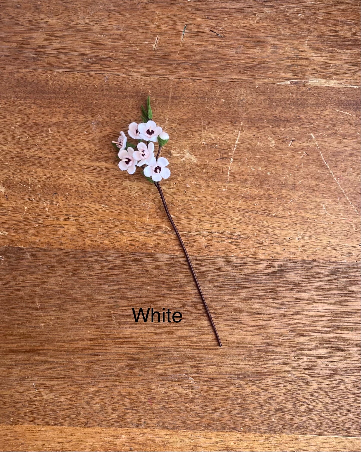 Wax Flower Stem