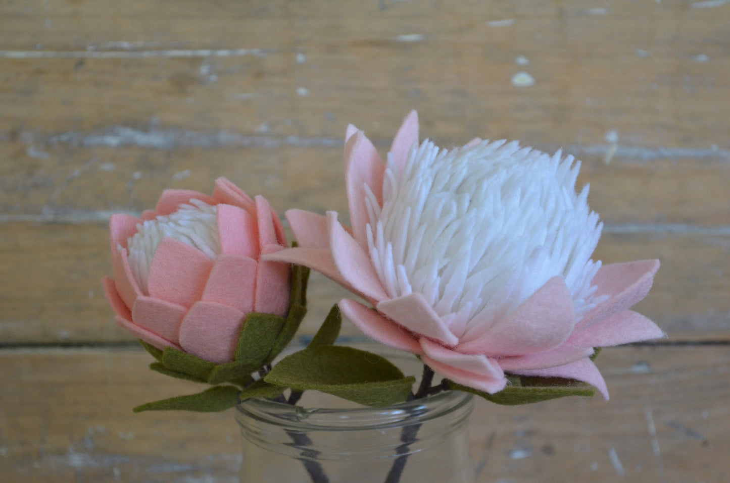 Small King Protea