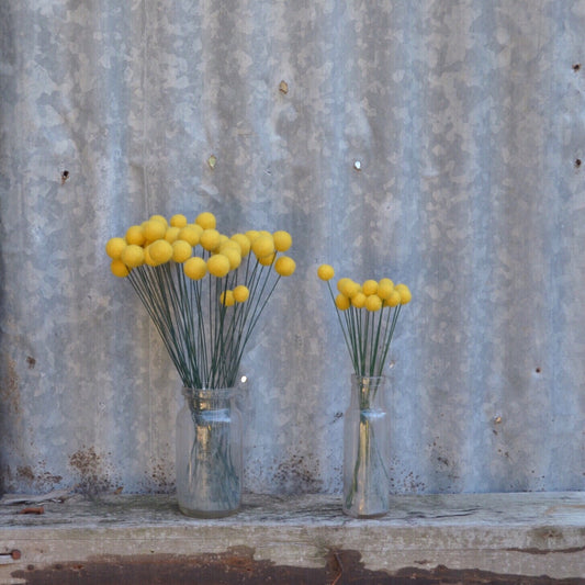 Billy Buttons