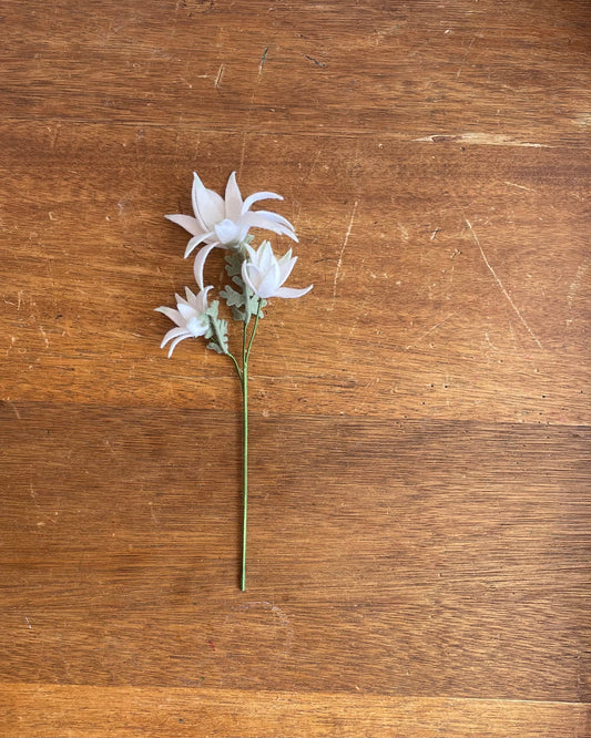 Flannel Flower - 3 Blossom Stem