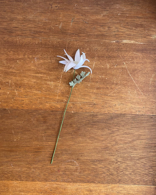 Flannel Flower - Single Stem