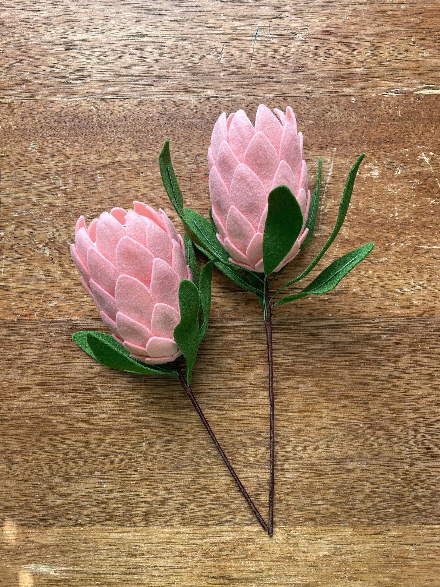 Princess Protea