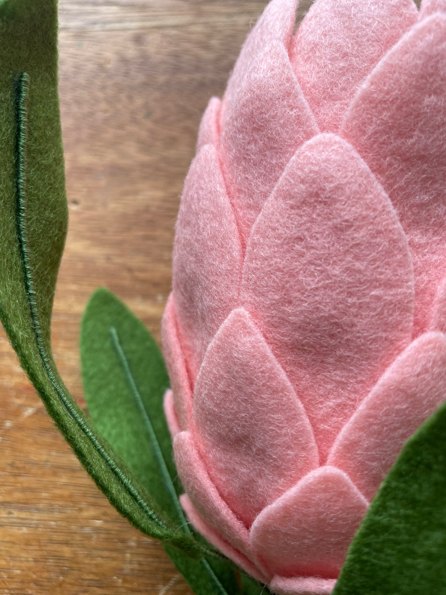 Princess Protea