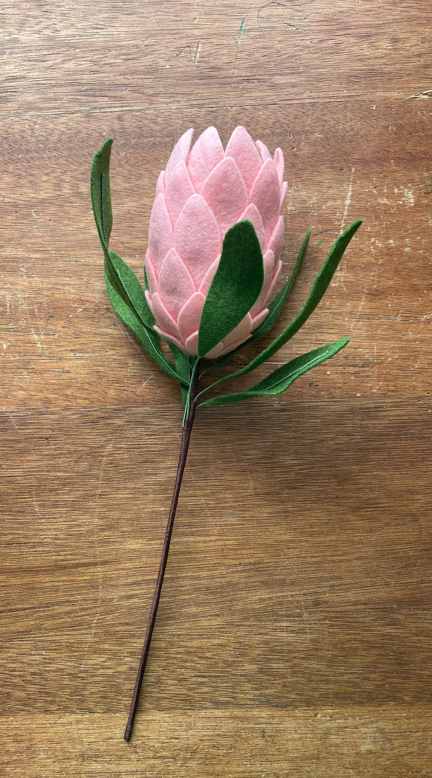 Princess Protea